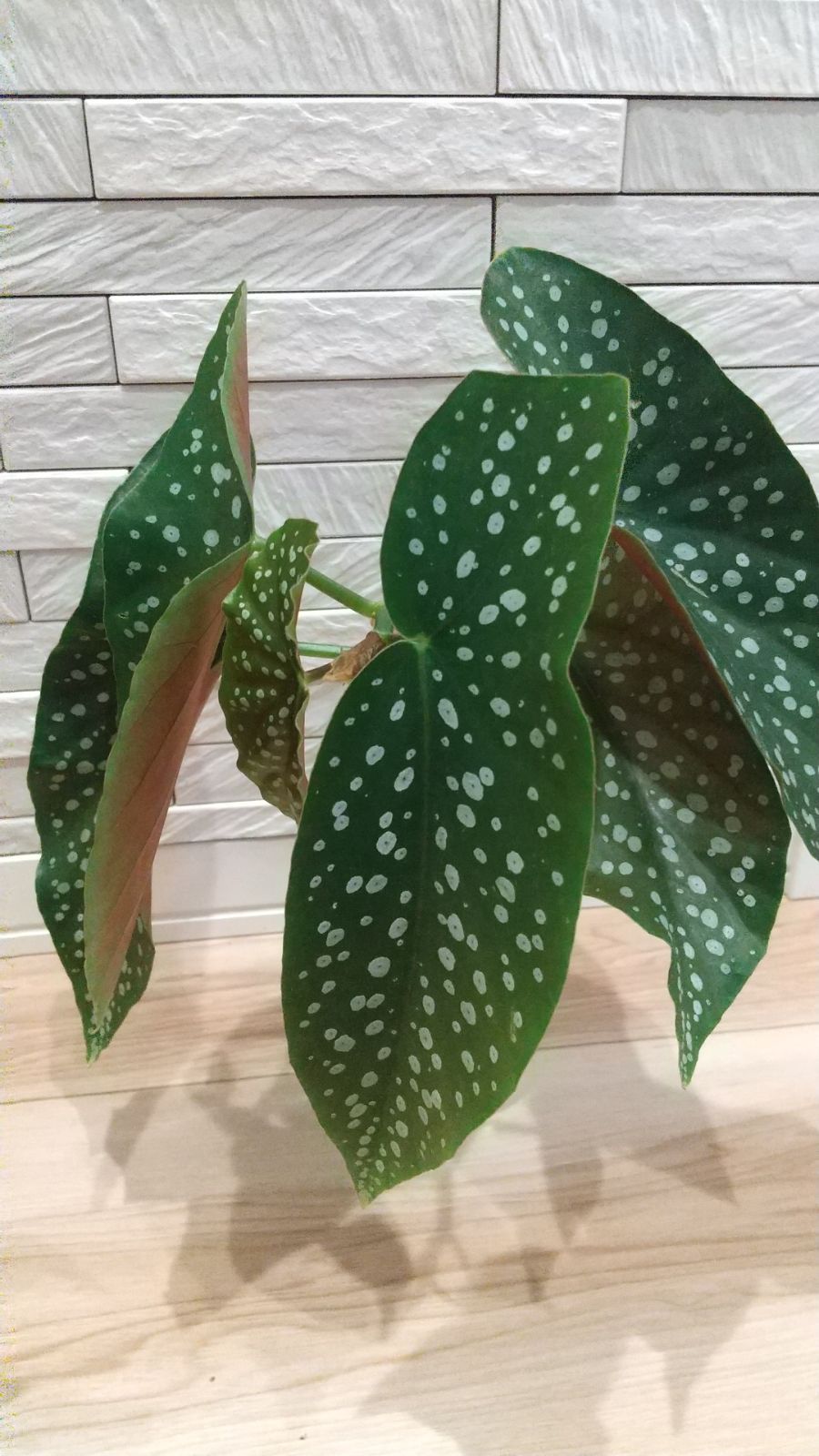 ベゴニア マクラータ 発根済苗 - メルカリ