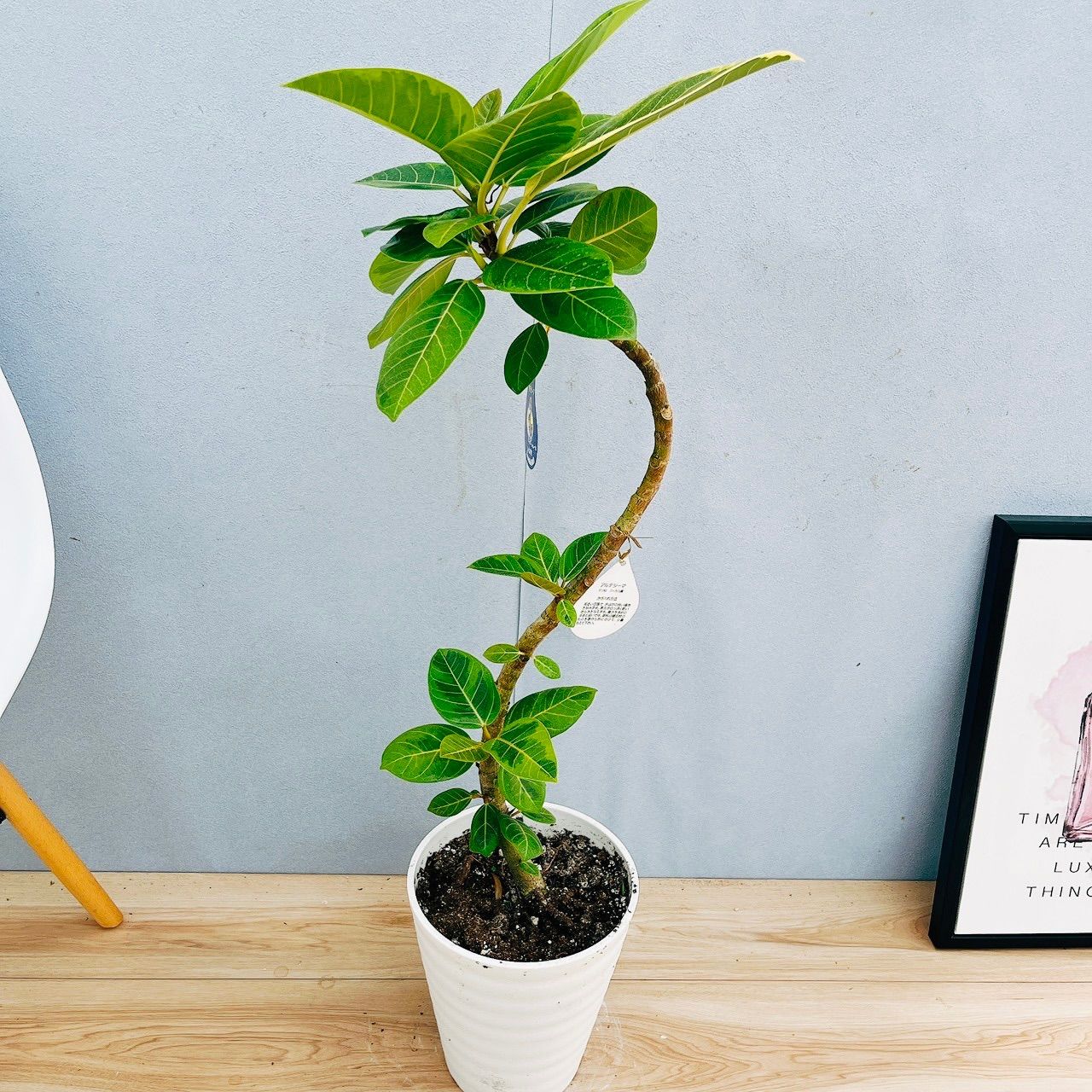 ［現品］100番　エスキナンサス　ラディカンス　5号　観葉植物　室内　吊り下げ 現品］100番 エスキナンサス ラディカンス 5号 観葉植物 室内