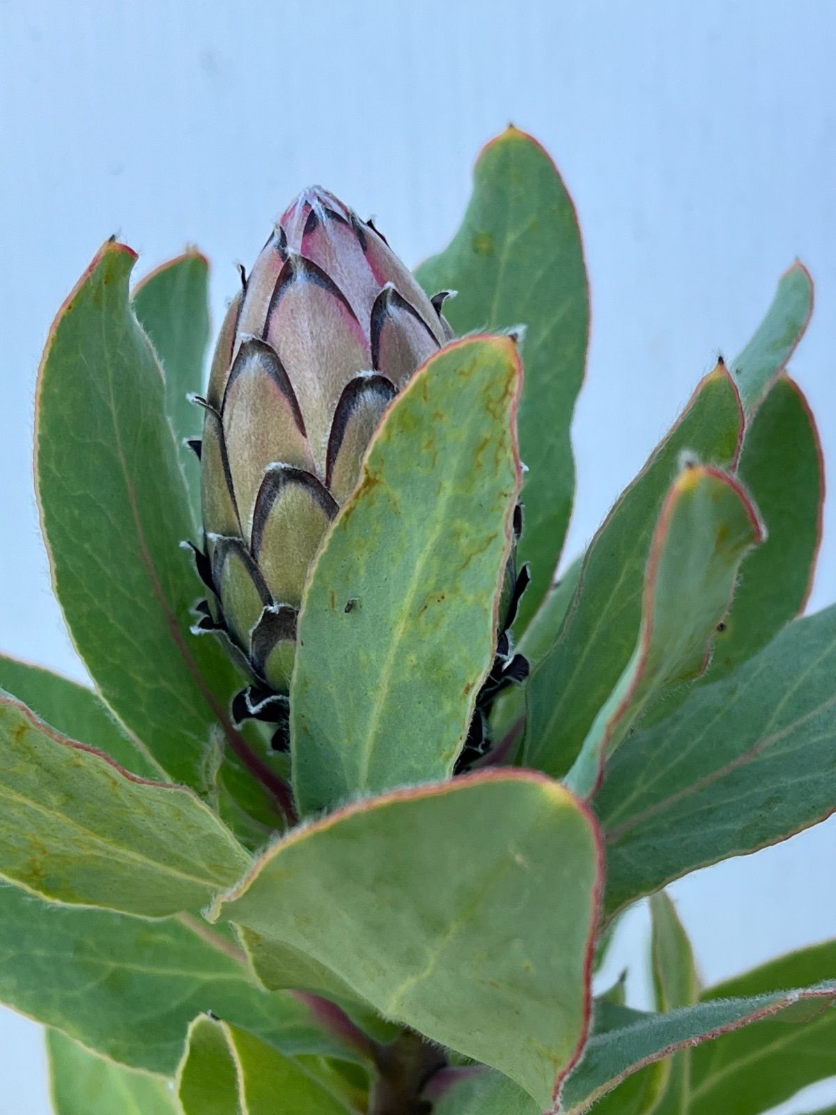 プロテア エキシミア６号 プロテア：エキシミア 6号鉢植え* の通販 | 園芸ネット