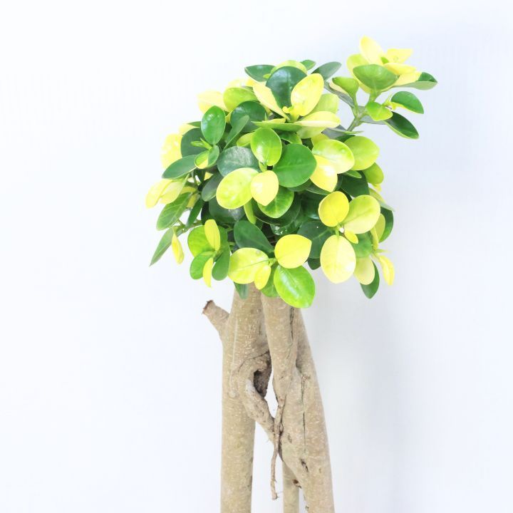 コパンダガジュマル　7号　パンダガジュマルドワーフ コパンダガジュマル 7号 パンダガジュマルドワーフ 黄斑入り