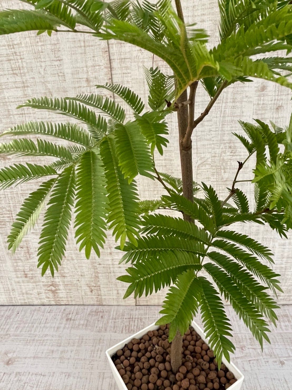 愛用 新品 未使用 観葉植物 エバーフレッシュ アカサヤネムノキ 植物 観葉植物 Urologydurban Co Za Urologydurban Co Za