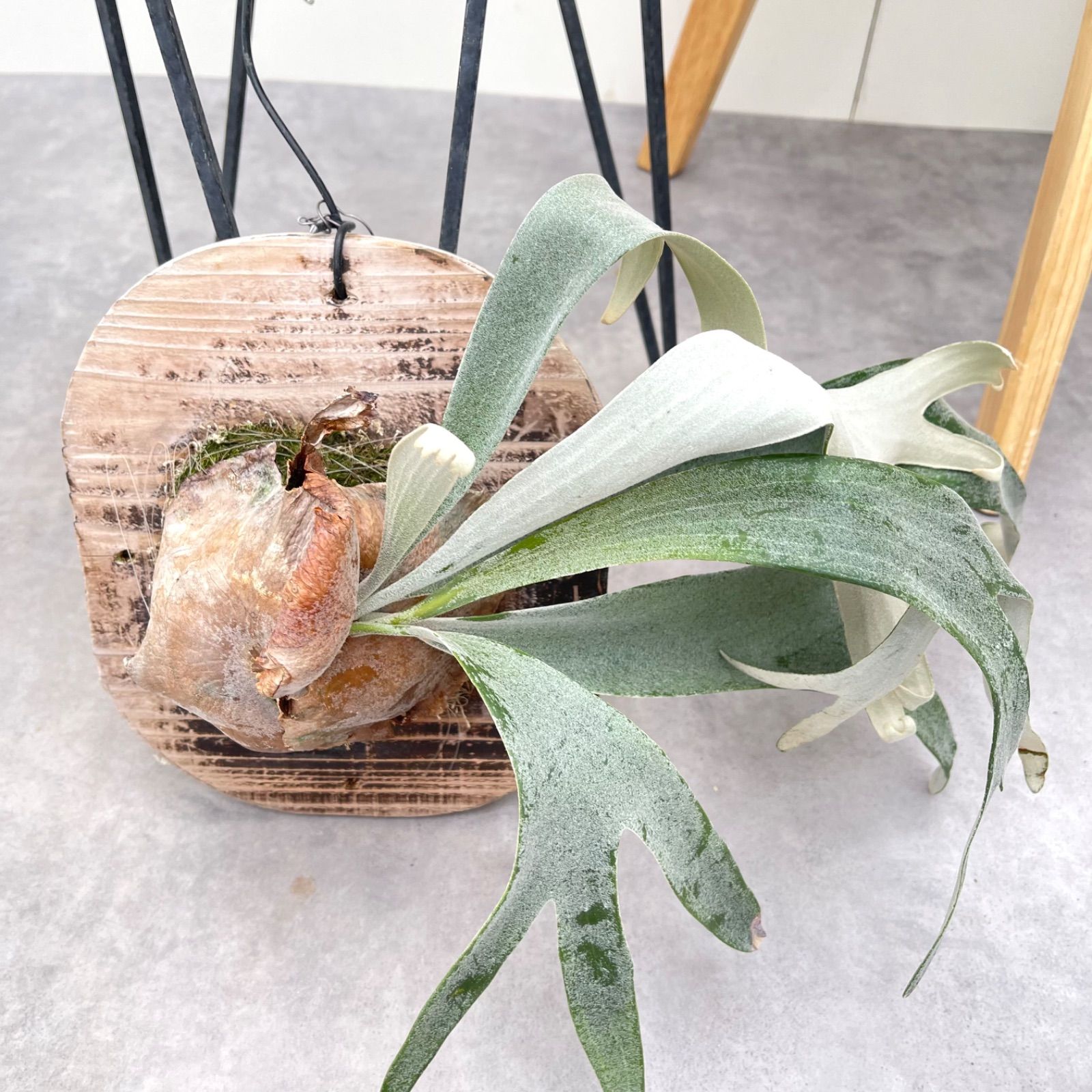 現品 観葉植物
