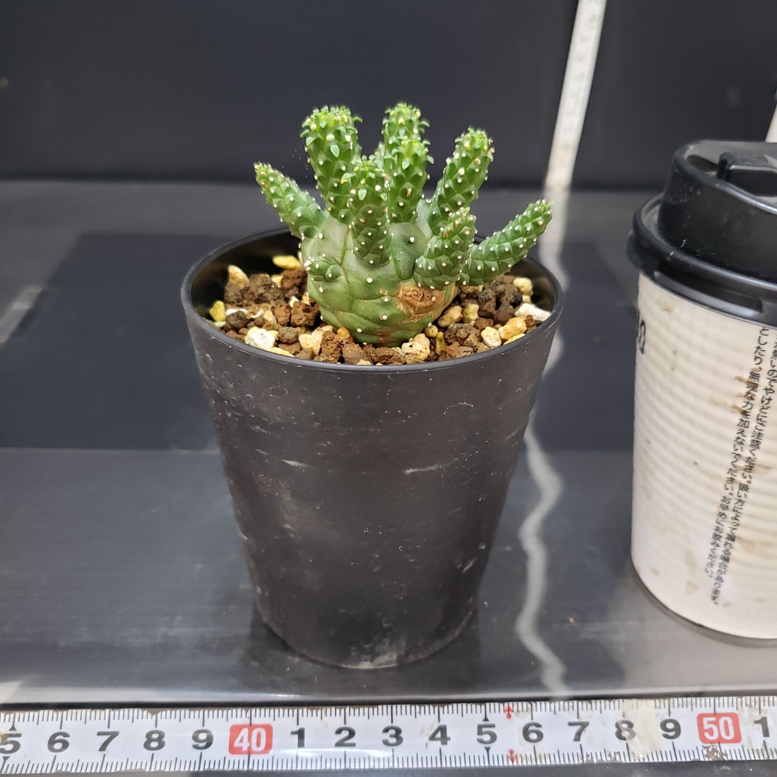 【植物好き】ユーフォルビア ガムケンシス 実生 木質化 鉢ごと発送 植物好き様専用】ユーフォルビア ガムケンシス 実生 木質化 鉢