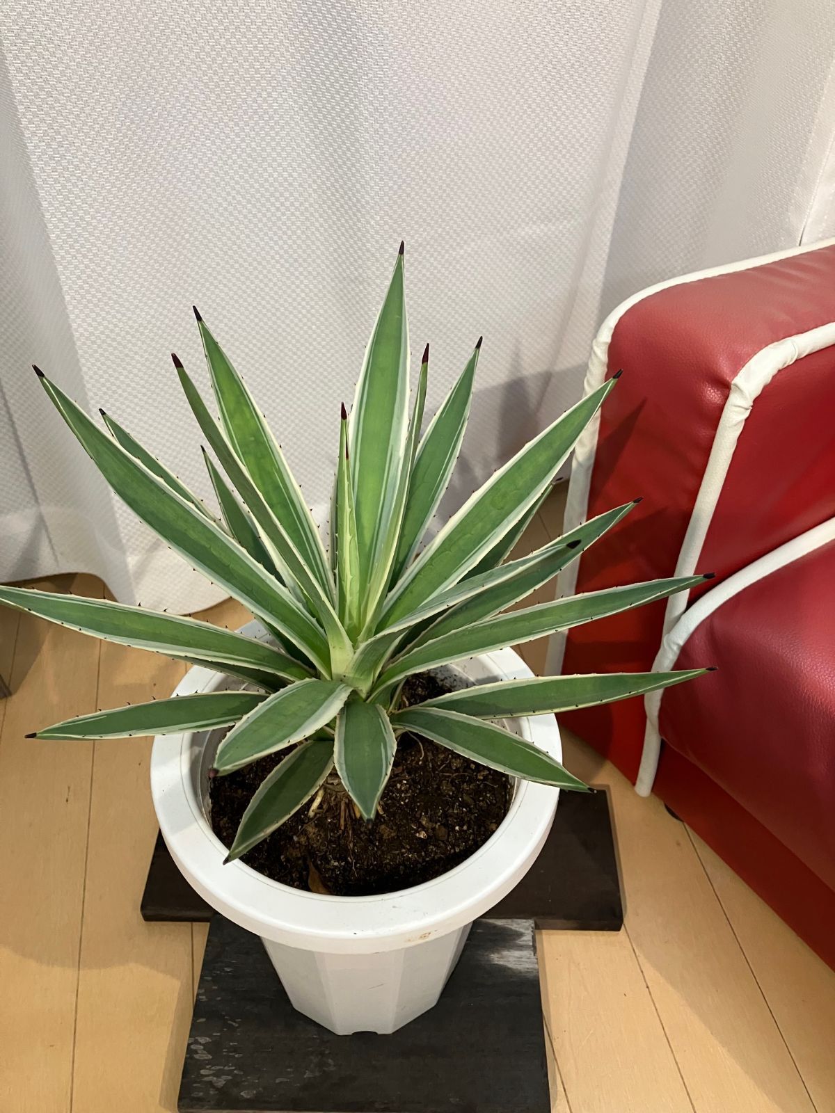 アガベ A21 ハクセンコウ 現物販売 屋外 観葉植物 楽天市場