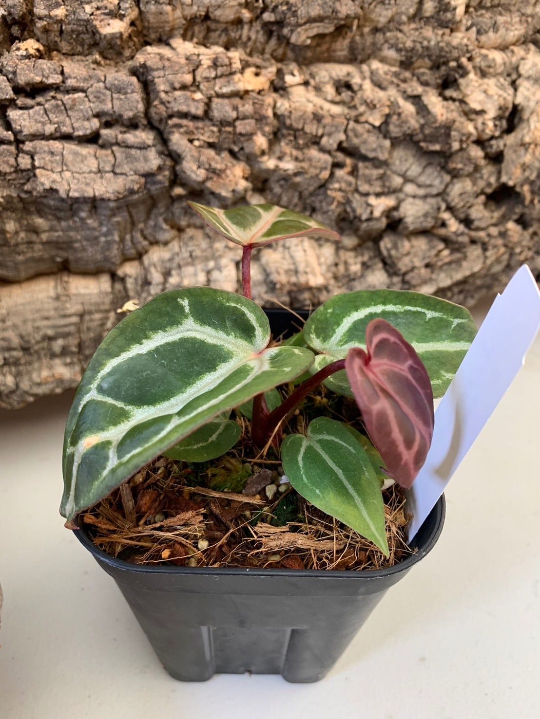 ★特大★ アンスリウム　ミシェル　anthurium タグ付き　30cmクラス ☆特大☆ アンスリウム ミシェル anthurium タグ付き 30cmクラス