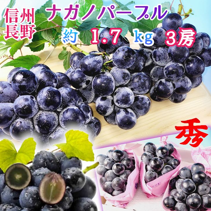 長野 大粒 長野パープル 1.7kg 3房入 御供え お彼岸 残暑見舞い ギフト