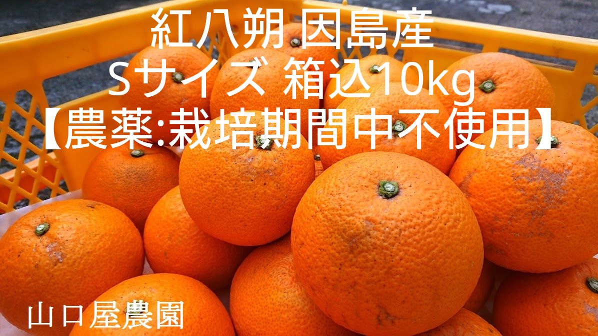 訳あり 和歌山県産 紅八朔 箱込み10キロ - 果物