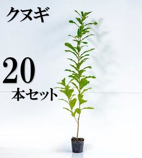 20本セット クヌギ樹高0.8m前後10.5cmポット