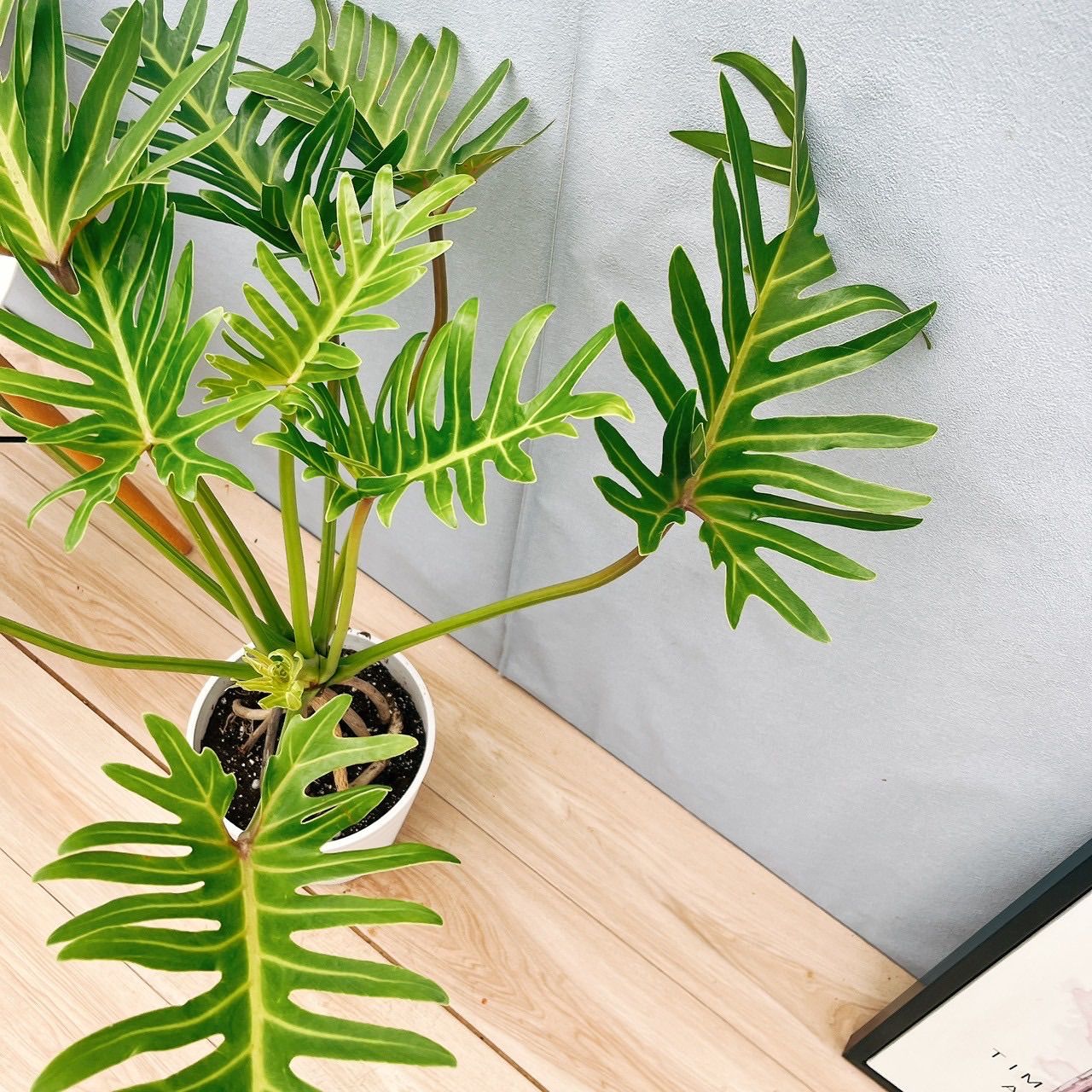 現品］17番 フィロデンドロン クッカバラ 幹上がり 7号 観葉植物