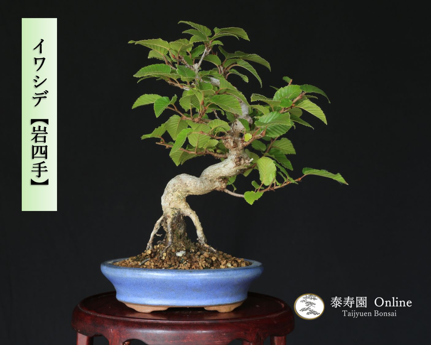 イワシデ 岩四手 小品盆栽 泰寿園 Online いわしで 現品 一点物 雑木 真柏 松柏 松 初心者 室内 鑑賞 趣味 卓上盆栽 盆栽鉢 グリーン 和 ギフト プレゼント ミニ盆栽 誕生日 母の日 父の日 敬老の日 記念日 お祝い 優良葉性 インテリア