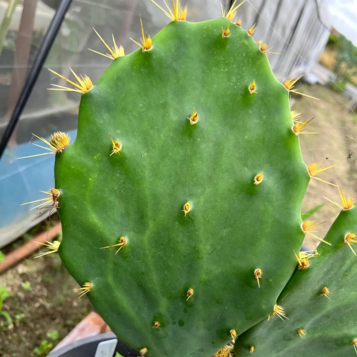 Opuntia allairei オプンチア アライレイ 団扇 ウチワサボテン - メルカリ