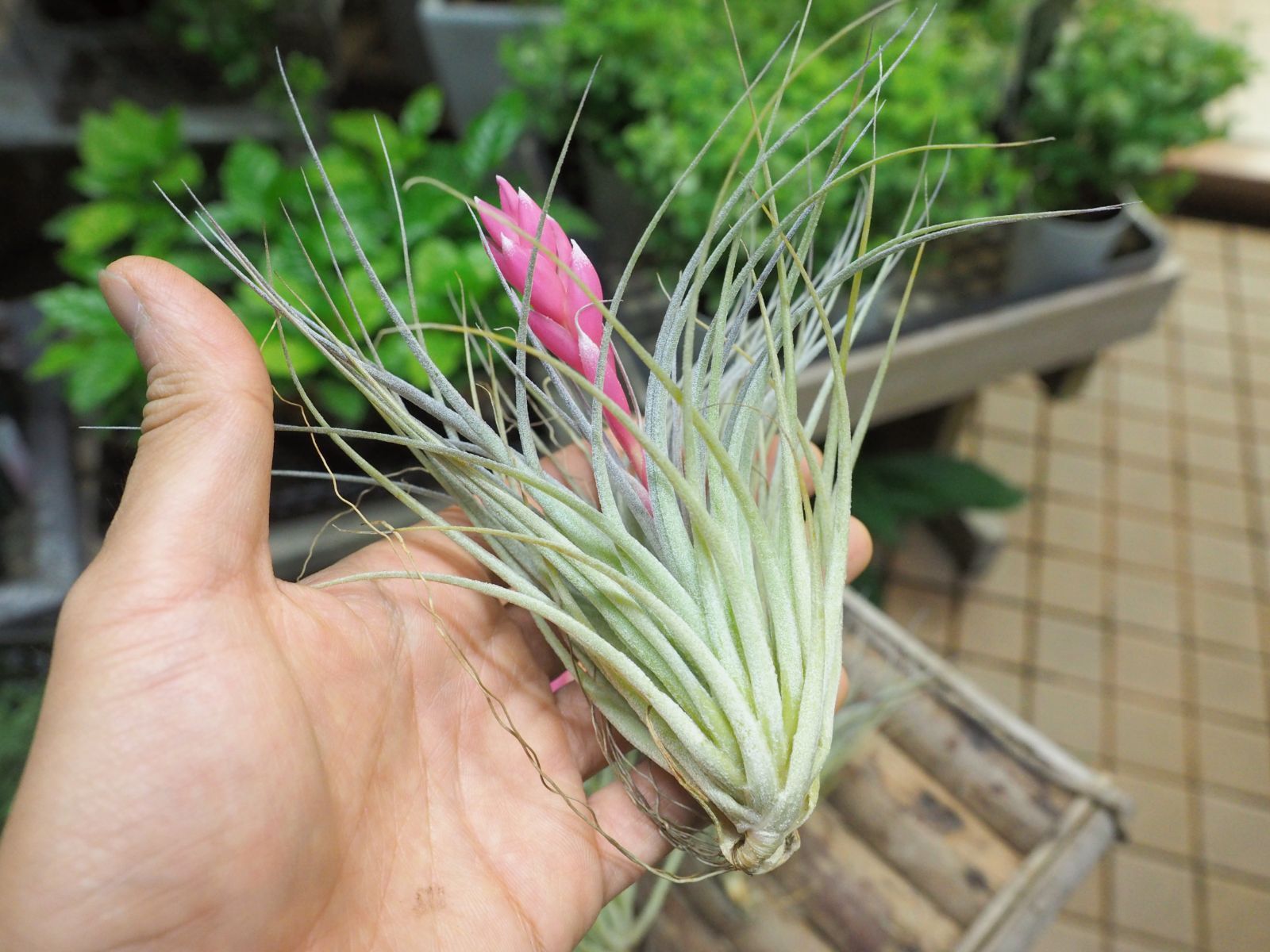 チランジア コットンキャンディー2個セット エアプランツ