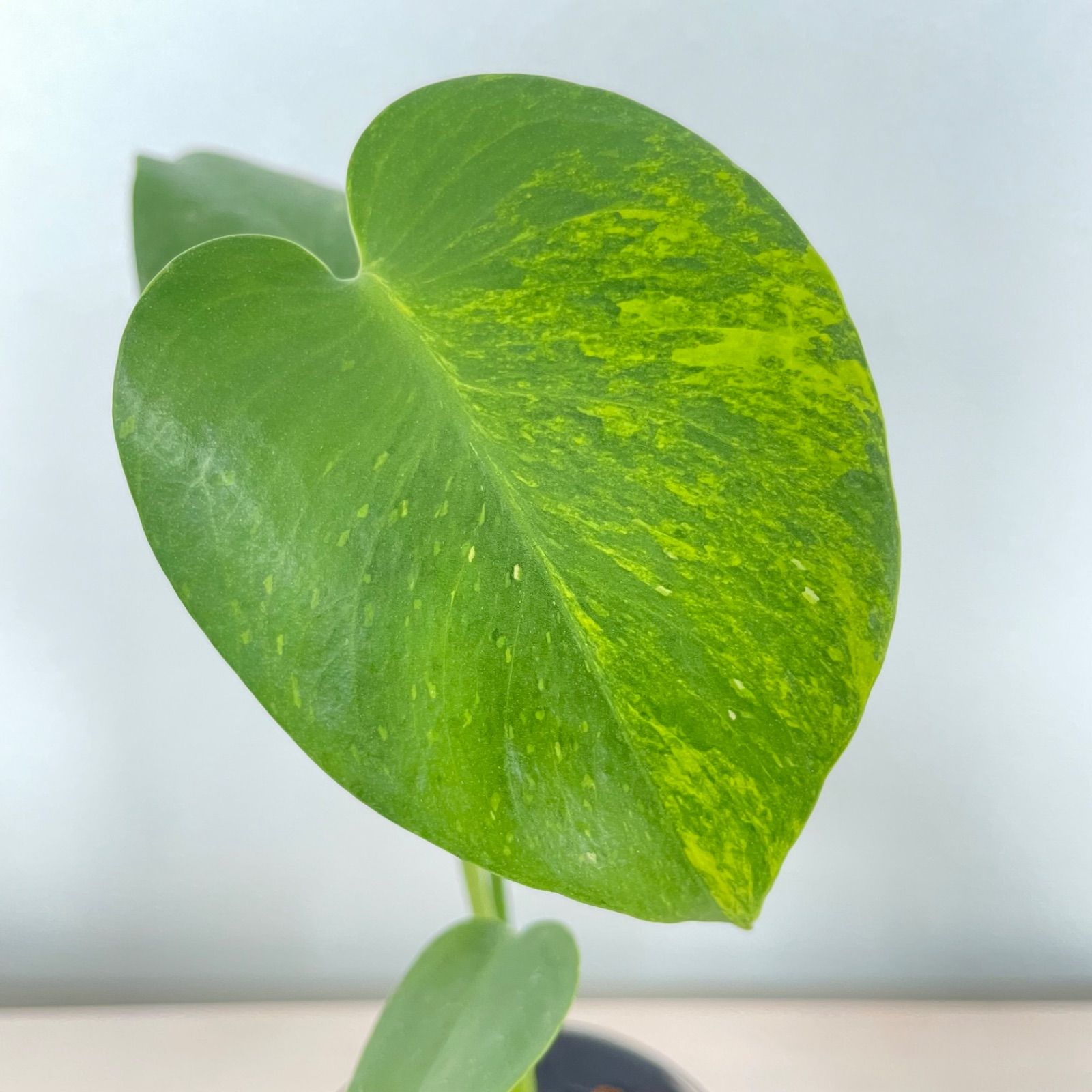 超希少 斑入りモンステラ デリシオーサ イエローマリリンコンパクタ