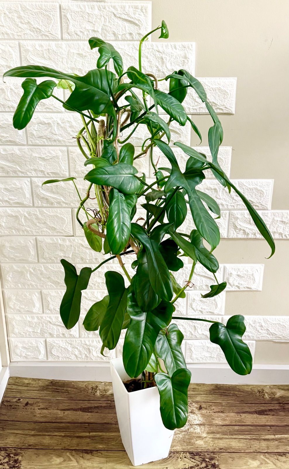 Anthuroom】アンスリウムレッドスパイダーハイブリッド Anthuroom