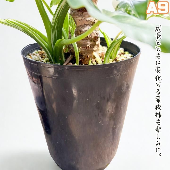 大株 子株モリモリ