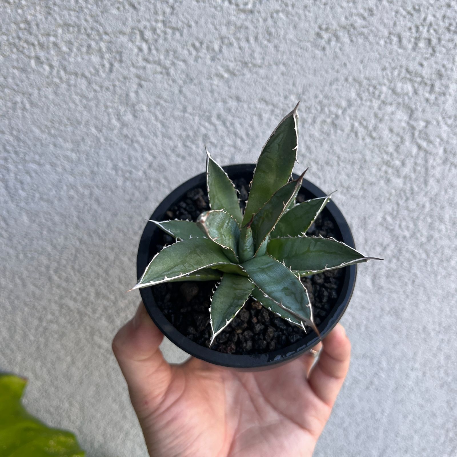 アガベ・ホリダ 実生株3年目｜Agave horrida Seedling122 - メルカリ