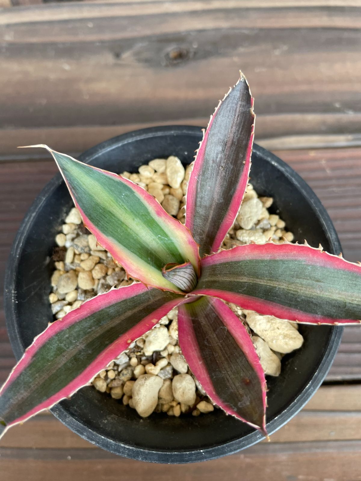 アガベ 五色万代 agave 08319-a 珍奇植物 多肉植物 - メルカリ