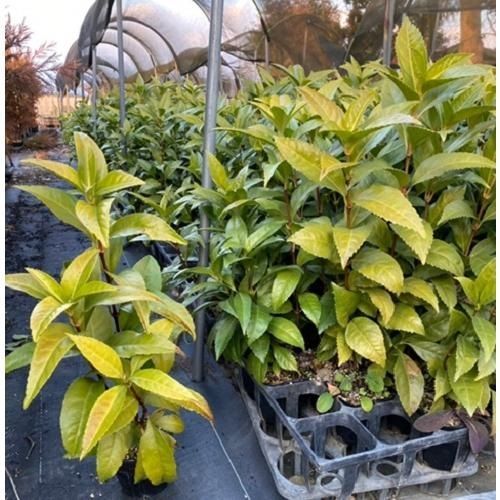 20本セット センリョウ樹高0.4 m前後15 cmポット