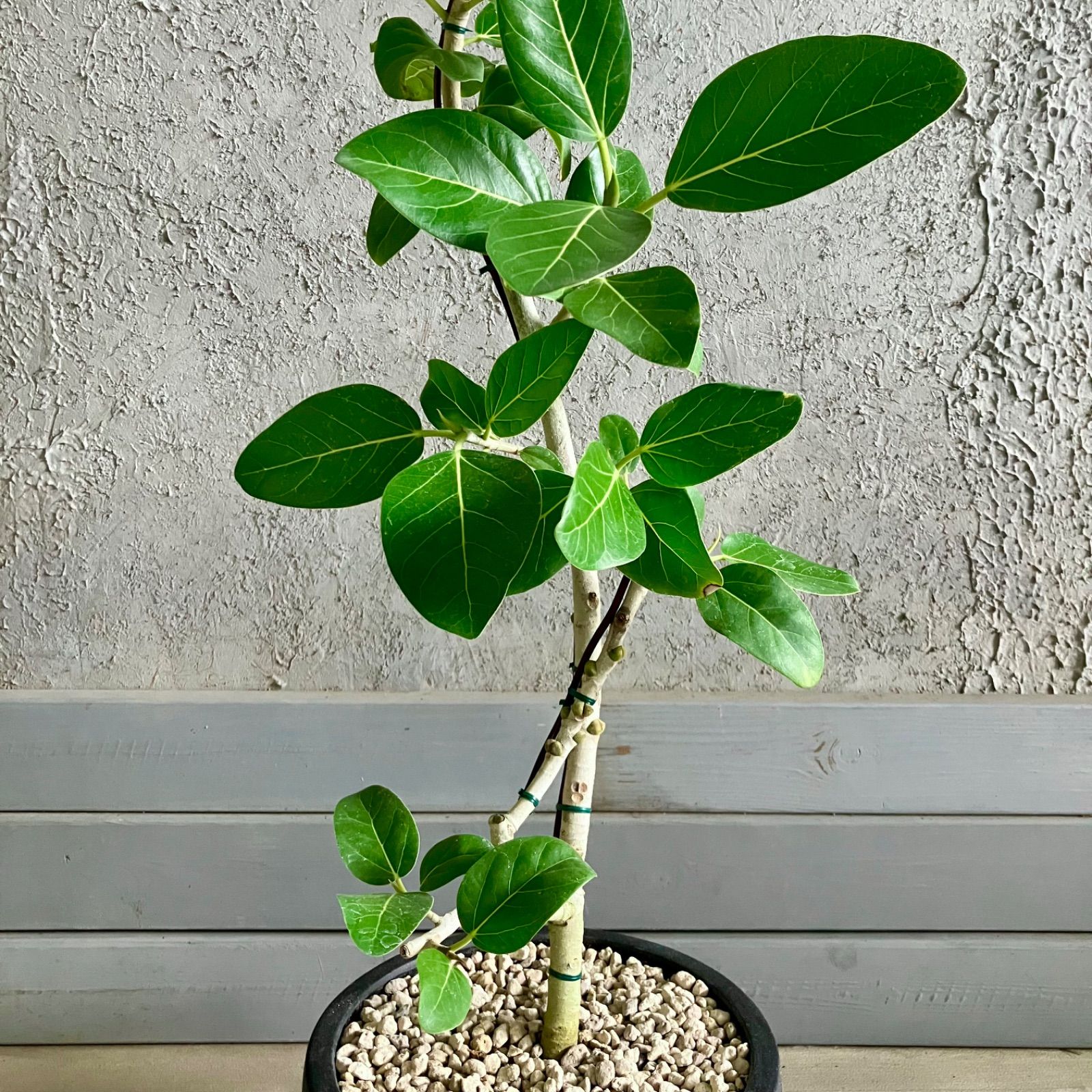 ベンガレンシス 8号