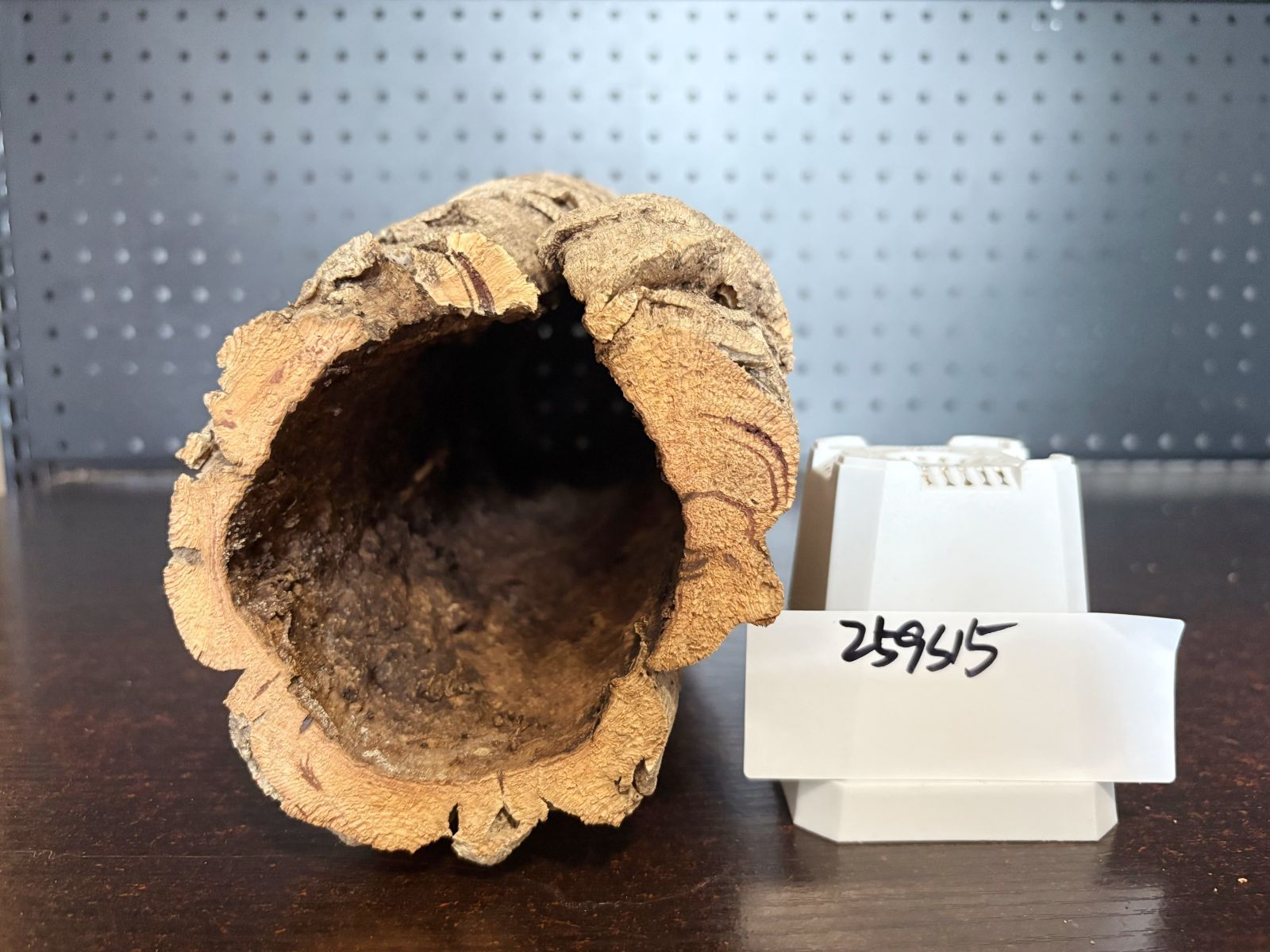 チランジア ビカクシダ