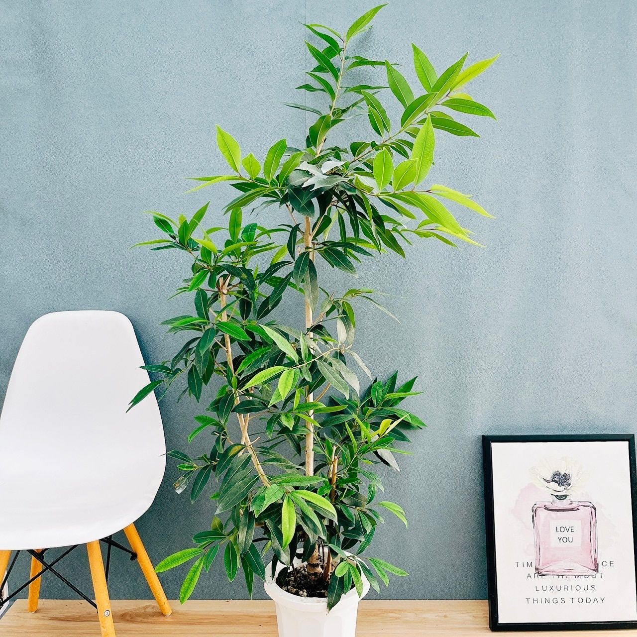 ナチュラルリース森の木 | Hamamatsu-shi Shizuoka 森の幻想的な