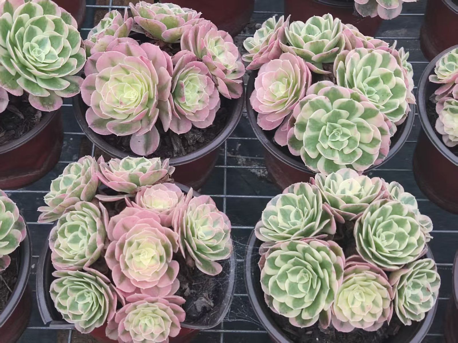 15株の抜き苗セット】粉玉錦 多肉植物 佐川急便発送 エケベリア