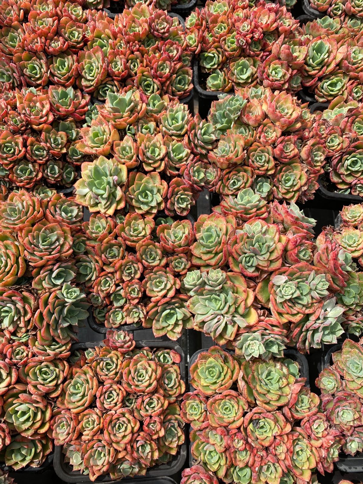 は*る様 U546 花団錦 土鉢付き 24鉢 多肉植物 エケベリア 韓国苗
