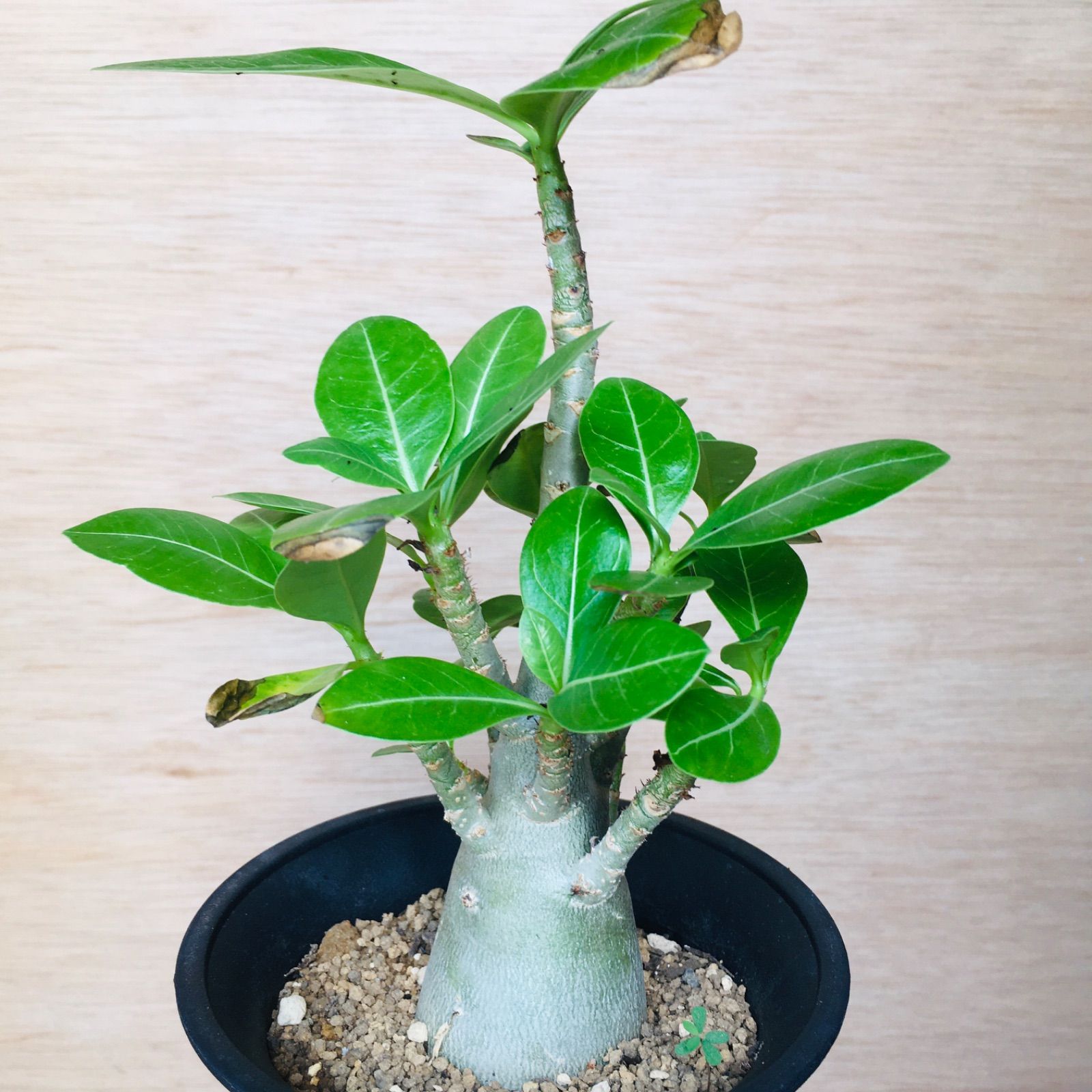 Adenium arabicum 洗わ Yemen☆アデニウム アラビカムイエメン種子