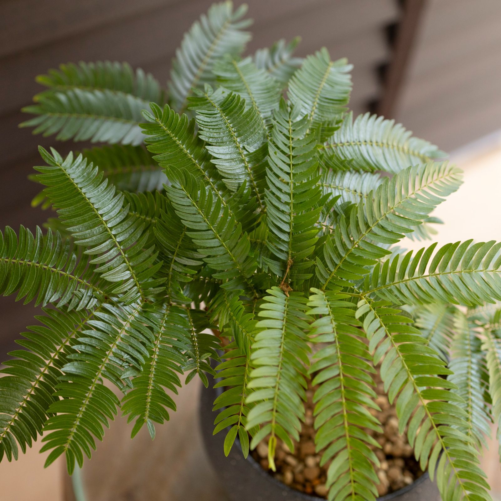 盆栽 エバーフレッシュ 曲がり仕立て 5号陶器鉢 Ever fresh BONSAI