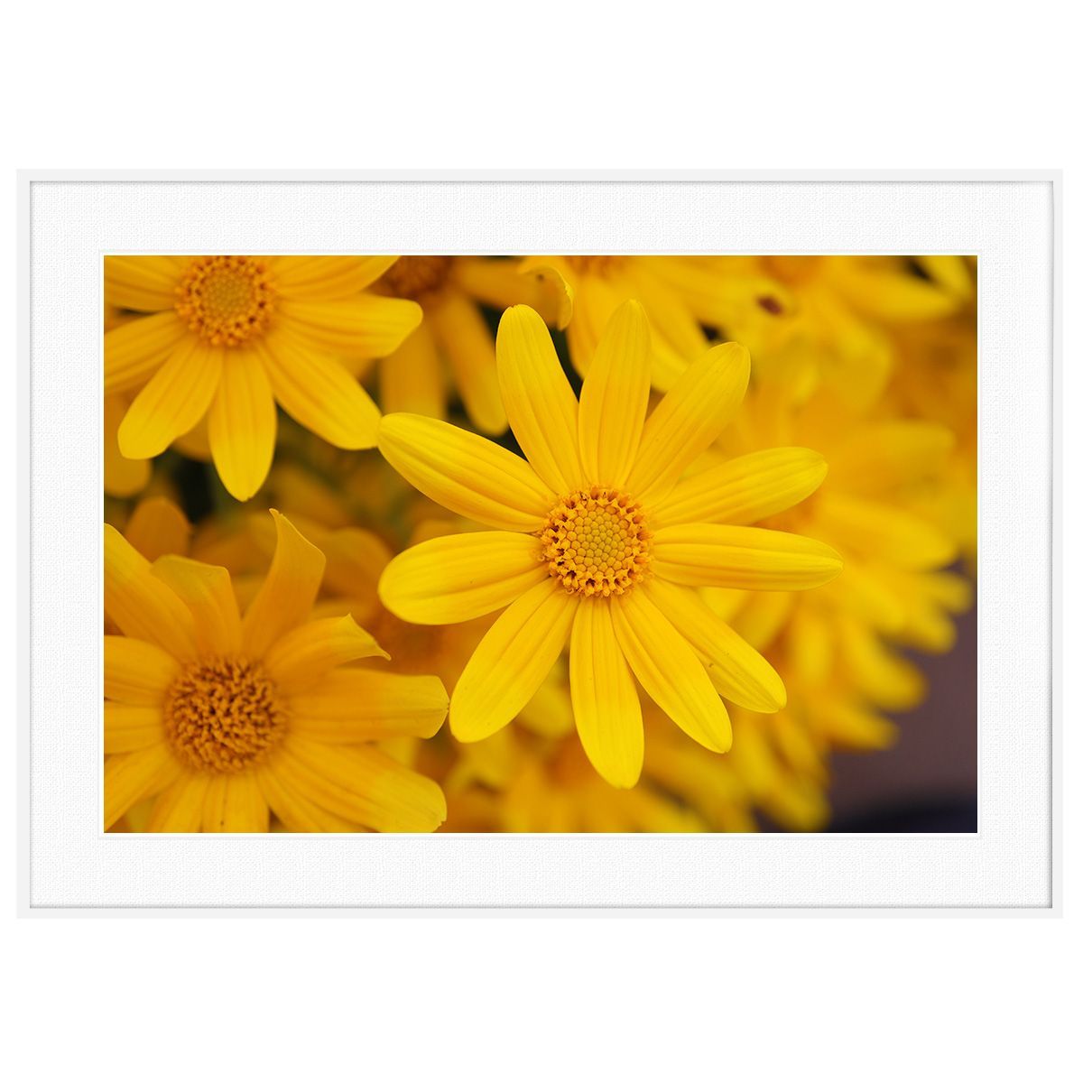超歓迎 花写真 黄色い花写真 インテリアアートポスター写真額装 AS0657