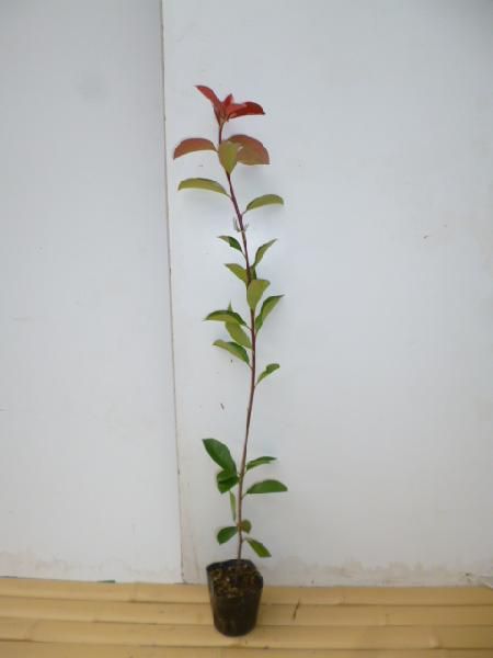 レッドロビン（40本セット） 樹高0.4m前後 10.5cmポット 苗木 苗 ベニカナメモチ ベニカナメ れっどろびん 垣根 生垣用 生垣 植木 庭木 生け垣 送料込み 目隠し 苗⁄苗木 35本セット レッドロビン 樹高0.4m前後 10.5cmポット 苗木