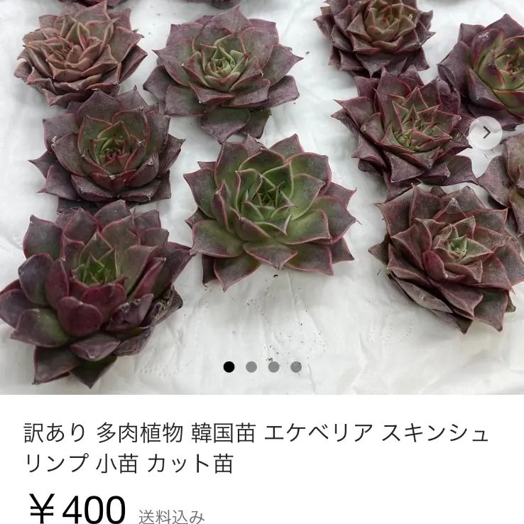 多肉植物 韓国苗 ポセイドン 小苗 10苗セット - 植物