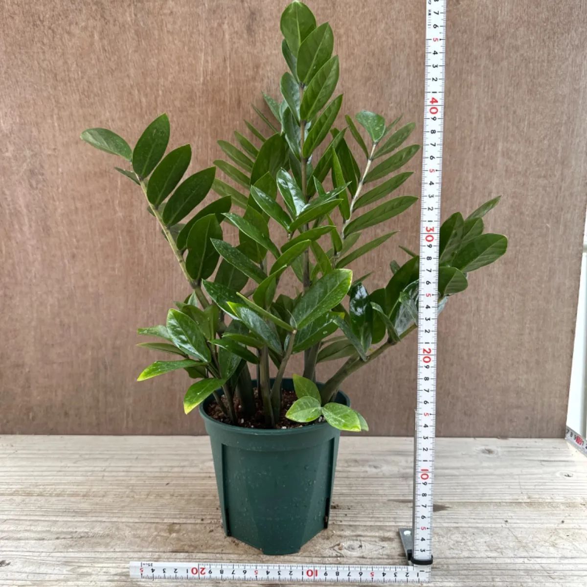 ザミオクルカス ザミフォーリア① Zamioculcas zamiifolia 観葉植物 観葉 植物 珍奇植物 珍奇 珍しい 珍奇 レア 希少  インテリア プレゼント おしゃれ かわいい ミニ 小さい おうち時間 グリーン アートプランツ① - メルカリ