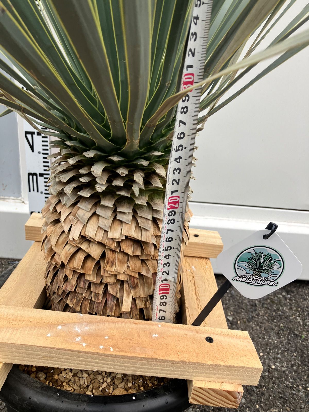 ユッカ　マルデヌベスverロスト　22 ユッカ マルデヌベスverロストラータ タグ付き ユッカ マルデヌベスver