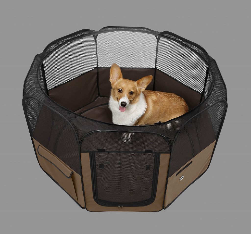 中型犬 ブラウン