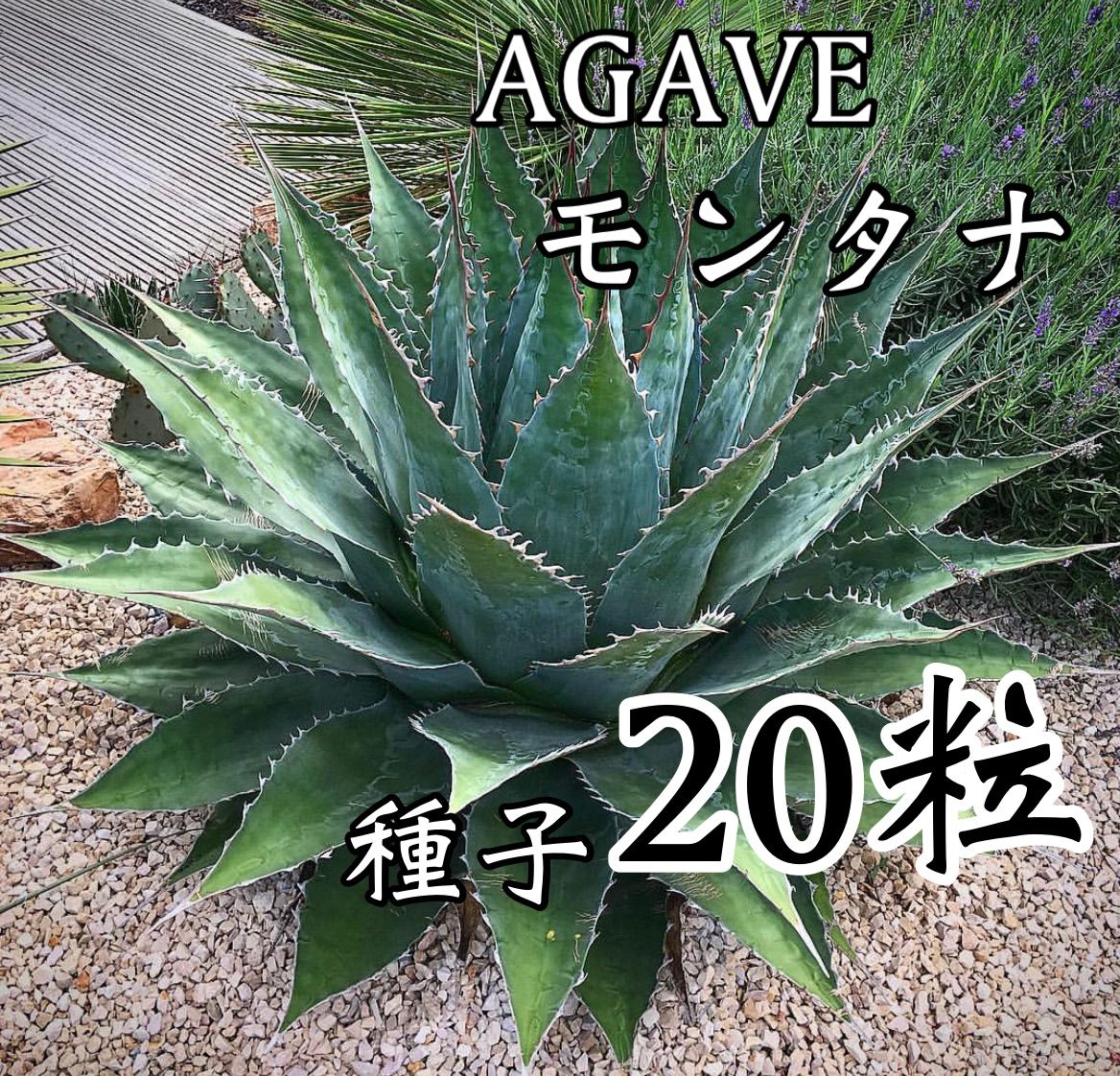 アガベ モンタナ （アガベ モンタナ Agave montana no.111027