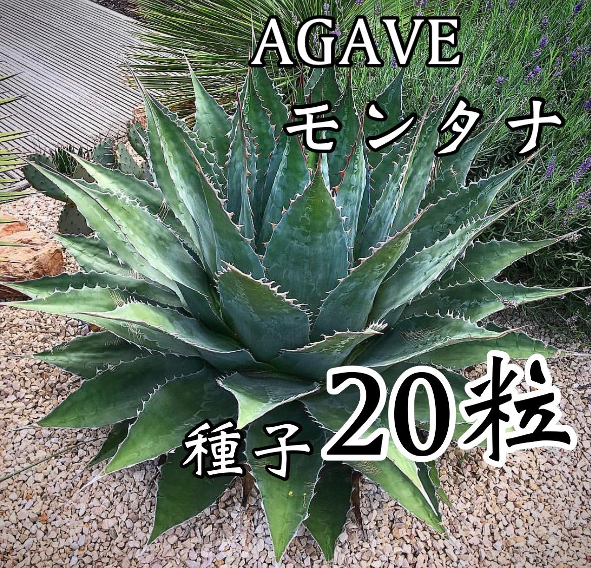 アガベ モンタナ 種子 1,000粒+α Agave Montana seeds-