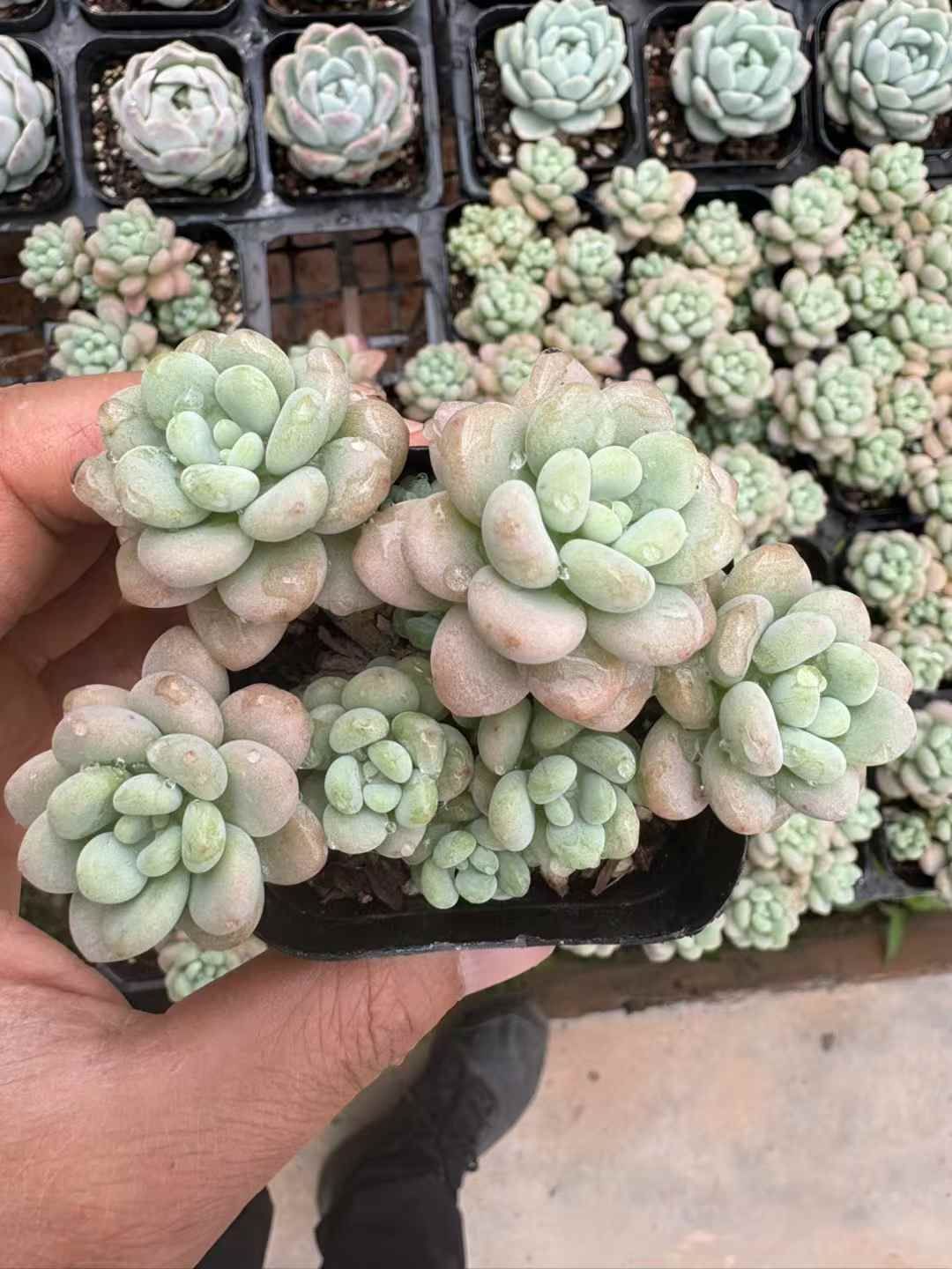 と*ん様 群生 ロココ W56×18鉢 抜き苗 多肉植物 エケベリア サボテン韓 と*ん様 群生 ロココ W56×18鉢 抜き苗 多肉植物 エケベリア サボテン