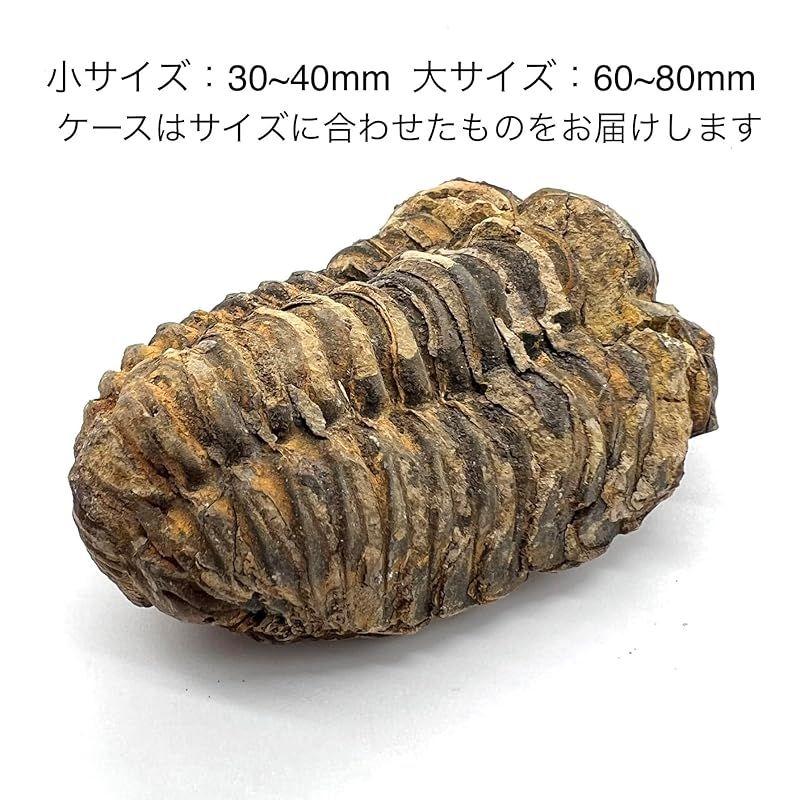 つくしサイエンス 三葉虫 化石 恐竜 本物 古生代 モロッコ産 (6