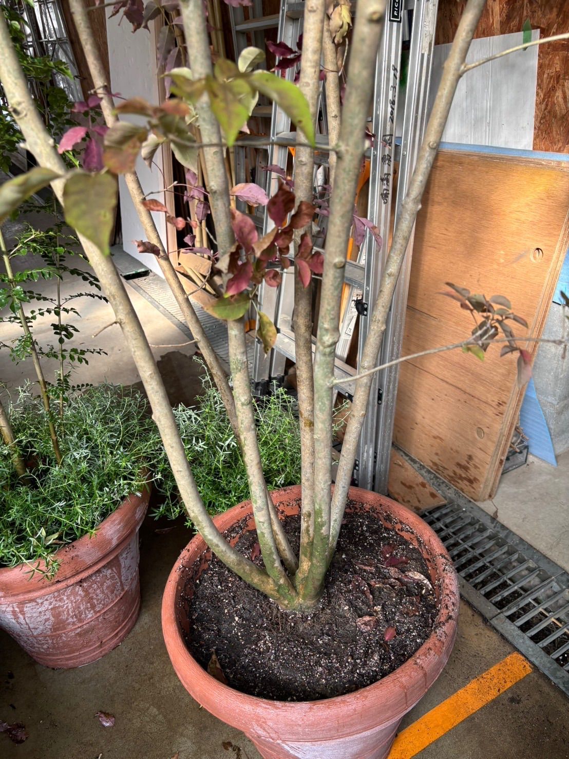  アオダモ 株立 鉢植え 庭木 ガーデニング 植木 外木 落葉樹 苗木 植木