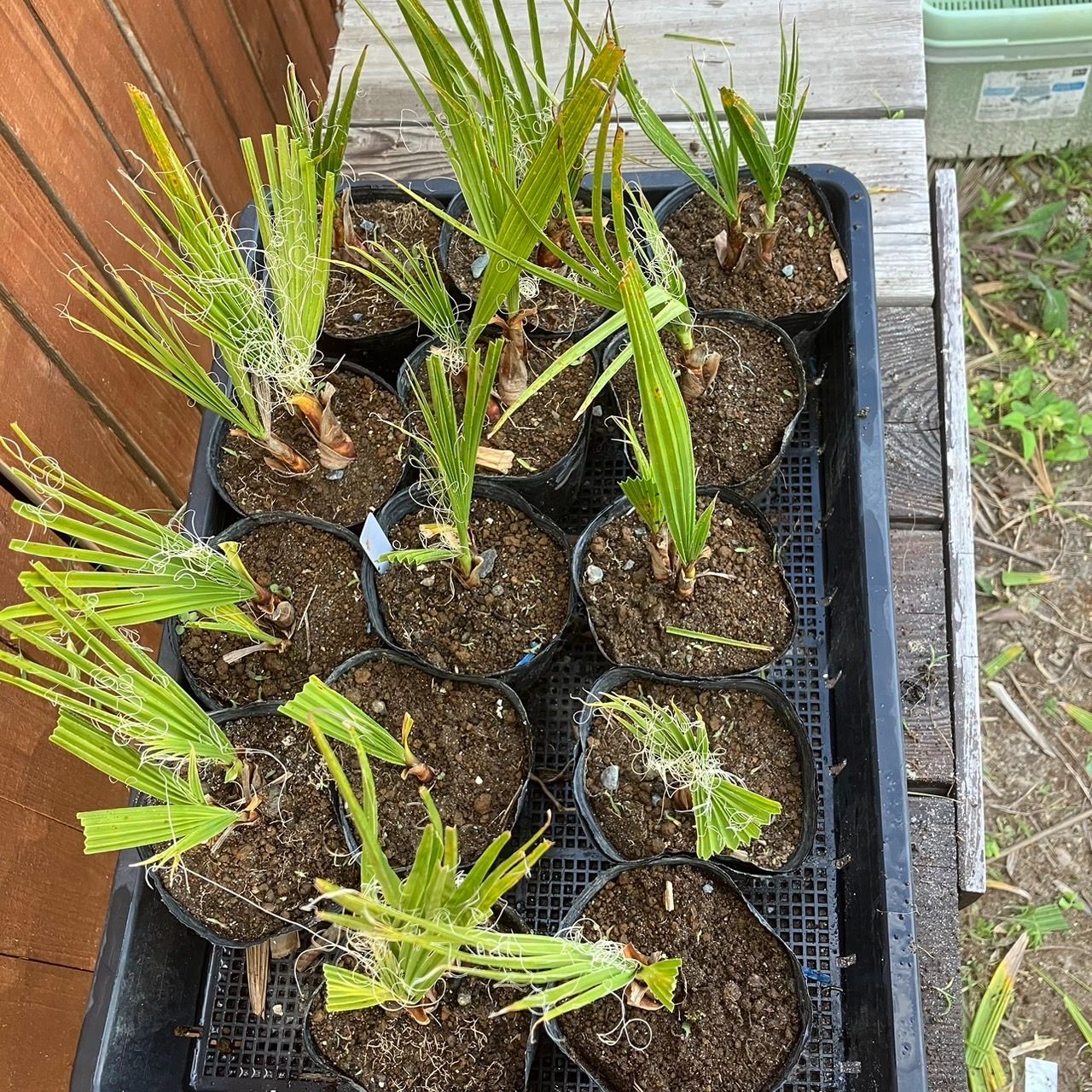 抜き苗】10本 ワシントンヤシ ワシントニア フィリフェラ Washingtonia