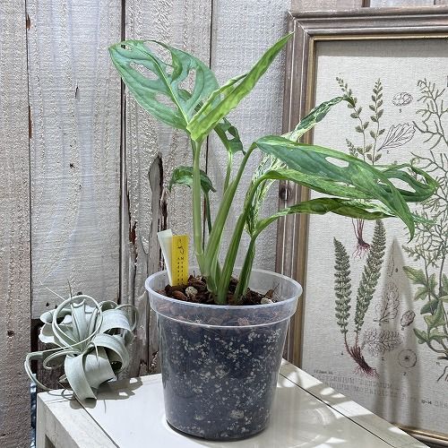 【希少植物4】 モンステラ アダンソニー バリエガタ 最上美術株 希少植物4】 モンステラ アダンソニー バリエガタ 最上美術株