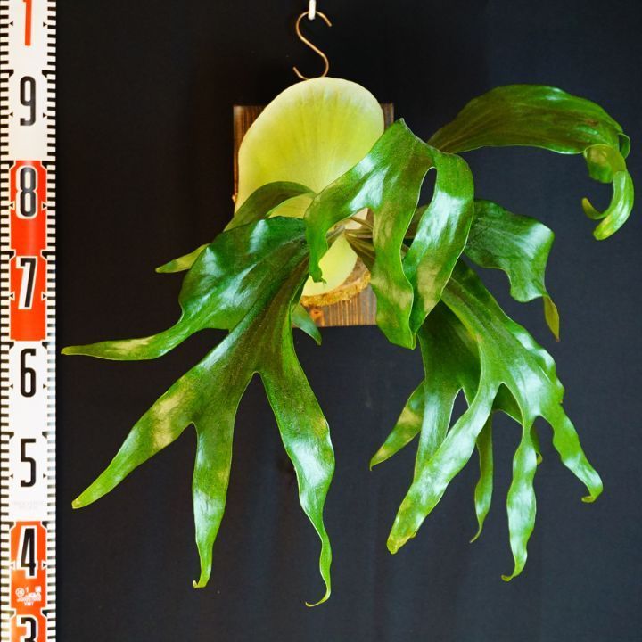 P. Maserati マセラティ 大株◇ビカクシダ（コウモリラン） - メルカリ