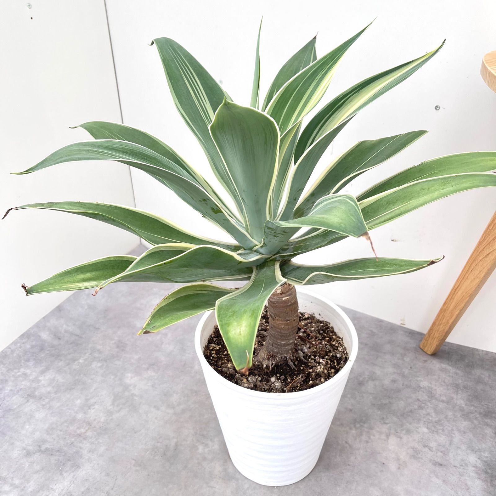 現品　アガベ　レオブライト　62番　幹上がり　根上り　観葉植物　ドライガーデン 現品 アガベ レオブライト 62番 幹上がり 根上り 観葉植物 ドライ