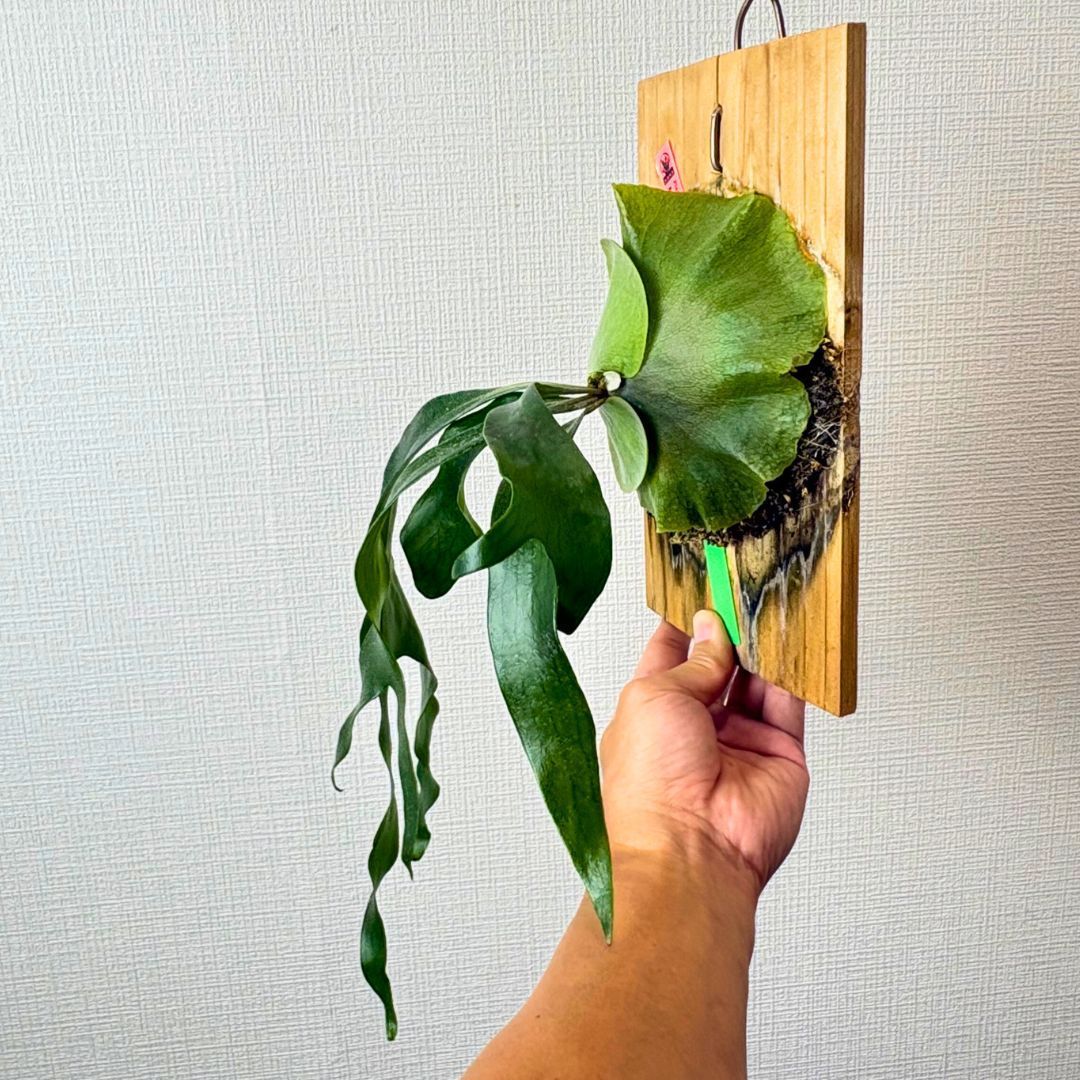 P. Maserati マセラティ◇ビカクシダ（コウモリラン） - メルカリ