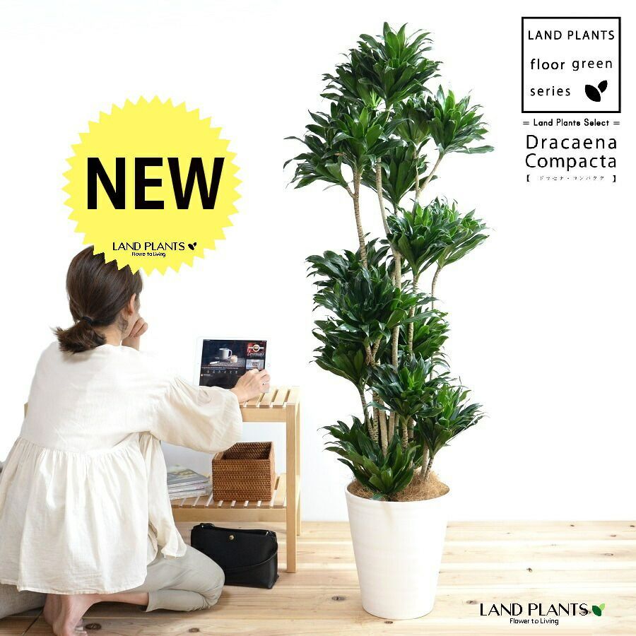 ①オリーブの木　souju 『ネバディロブロンコ』9号　特大苗木　行灯仕立て ①オリーブの木 souju 『ネバディロブロンコ』9号 特大苗木 行灯仕立て