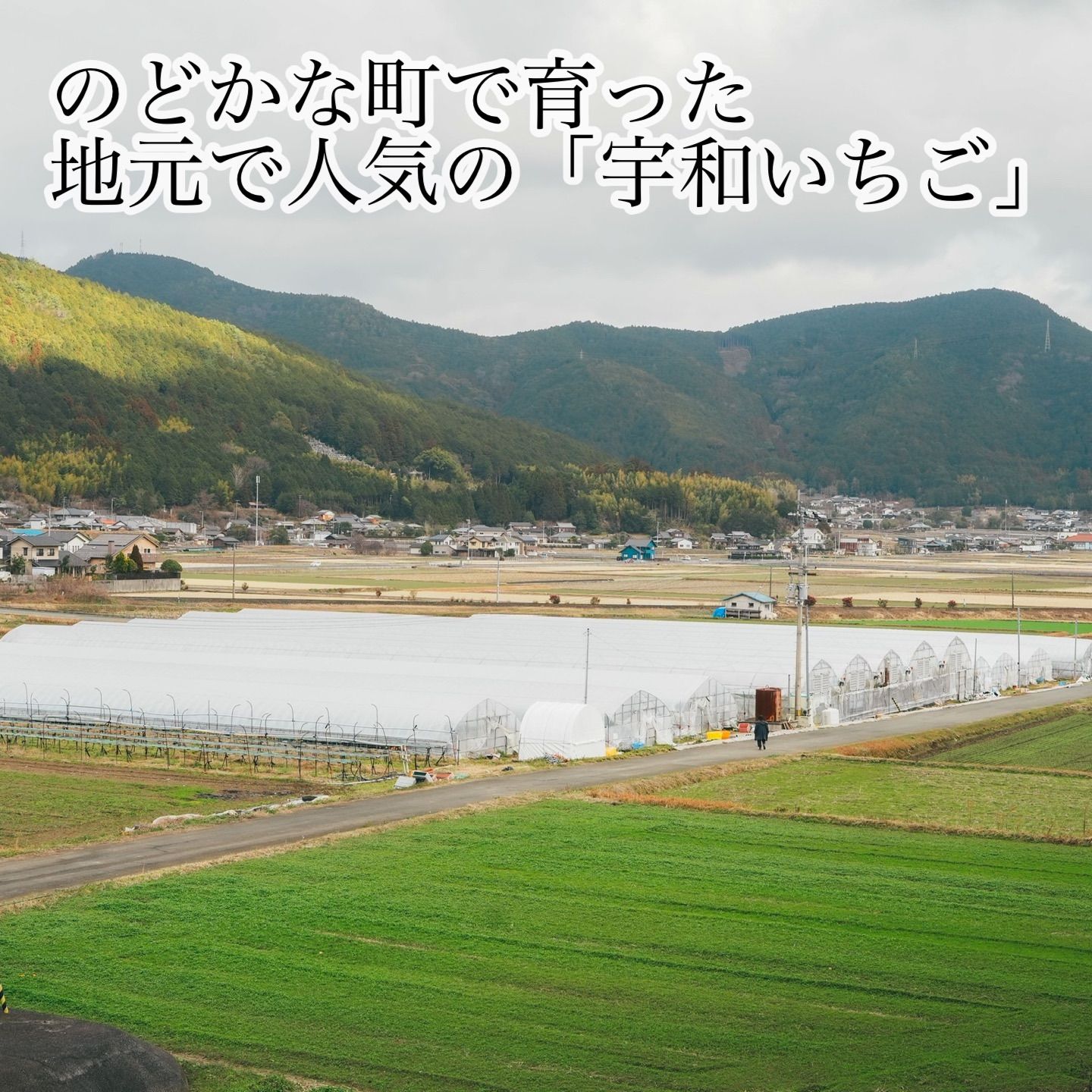☆新鮮朝採り☆訳ありいちご-4