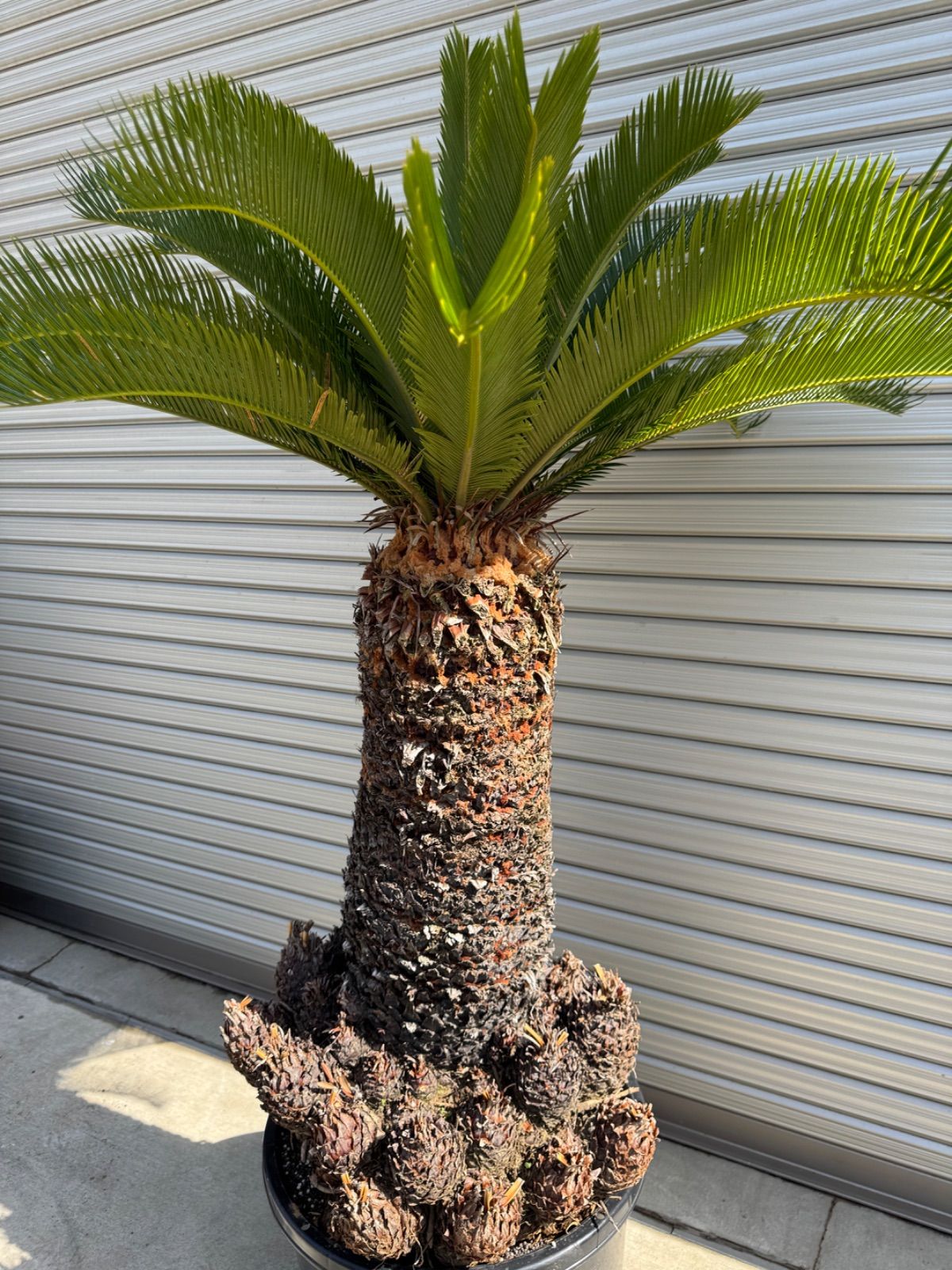 蘇轍