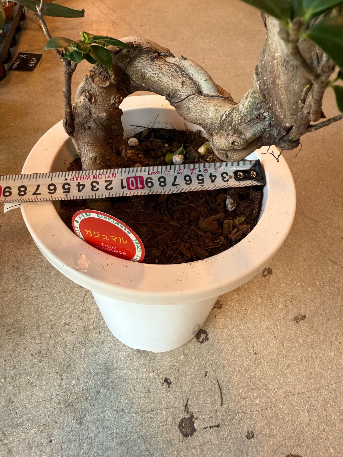 がじゅまる(ガジュマル) 5号鉢