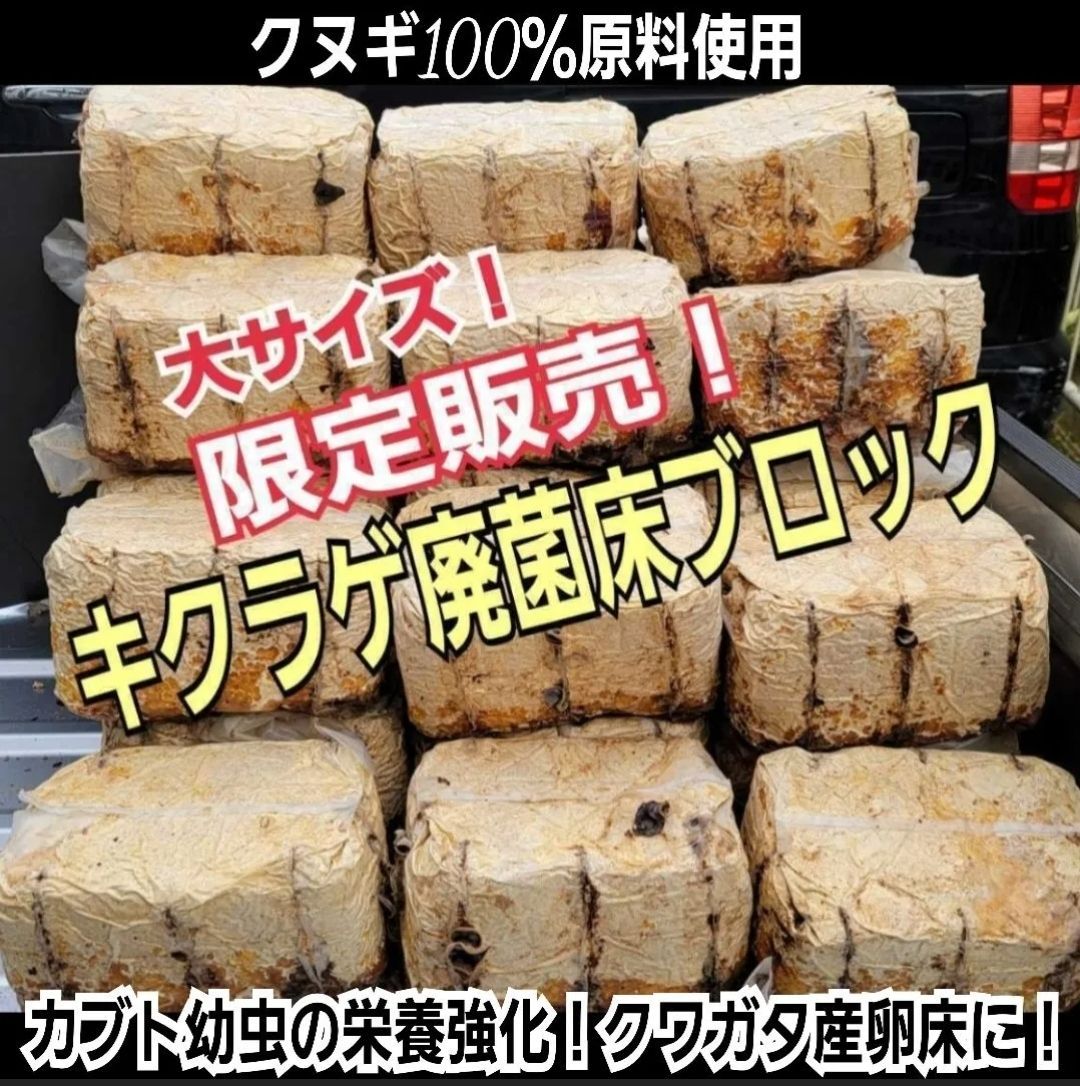 カブトムシ幼虫の栄養強化に抜群！キクラゲ菌床ブロック【7個セット】マットに埋め込むだけで幼虫が潜り込みモリモリ食べます！　クワガタ産卵床にも！クヌギ100％原料